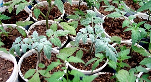 С мая и йод реколтата от домати скача двойно