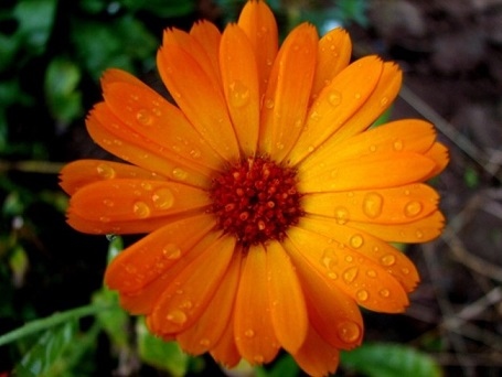 Ядливите цветя в градината и на балкона