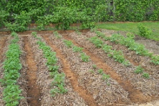 Биотор  - евтино от подръчни отпадъци