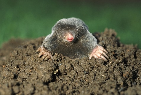 Хуманни начини за спасяване от къртици