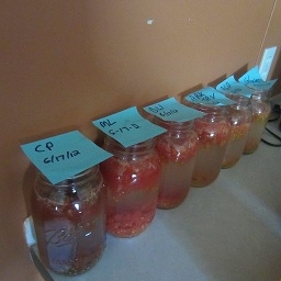 Два бързи начина за съхраняване на доматените семена