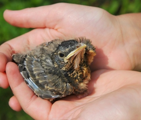 Грижи за паднала птица