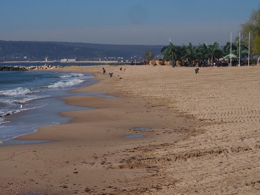 Разкриха защо има мъртви плъхове на плажа във Варна