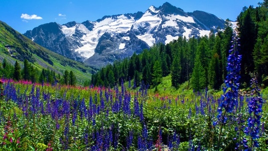 ОБЯВЛЕНИЕ - СЪЮЗ ЗА ЗАЩИТА НА ПРИРОДАТА (ОБНОВЕНО)