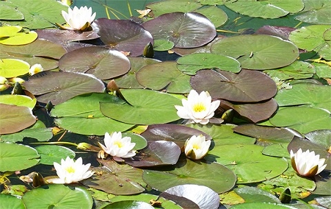 Водната линия – кралицата в градината