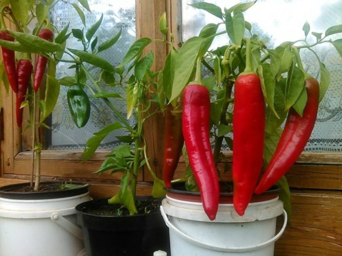 Как стайните чушки да дават реколта цяла година?