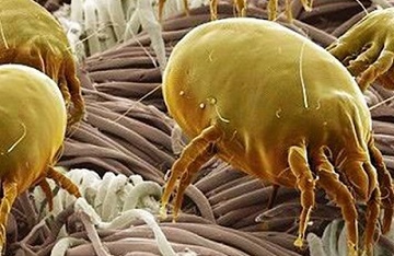 Напастта акари, два трика за избавяне от тях