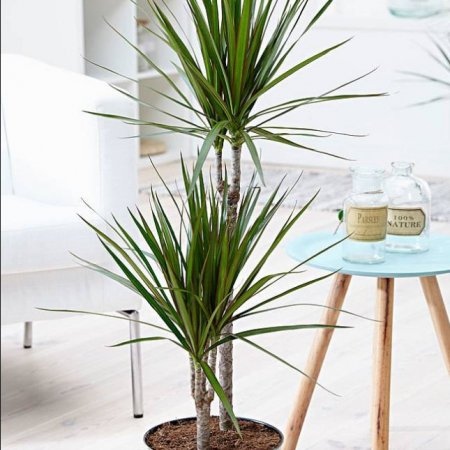 Кои са растенията, които пречистват най-добре въздуха вкъщи?