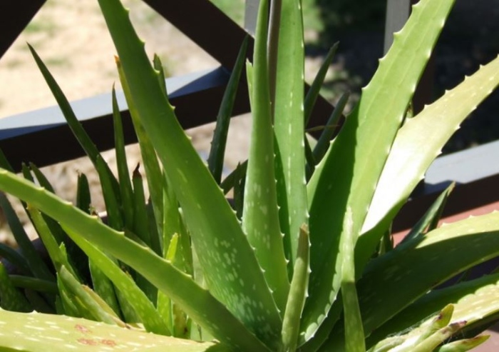 Грижи за алое вера - ПОЛЗИ