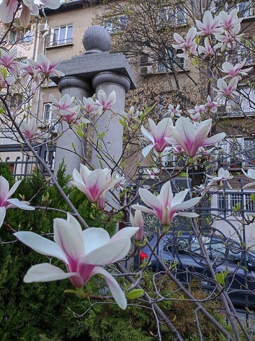 Магнолията – бисерът в градината