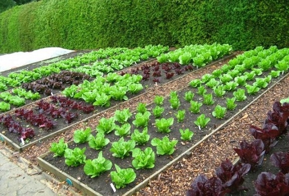 Богата реколта без много грижи