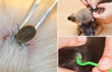 Напаст от кърлежи, как да ги извадим безопасно