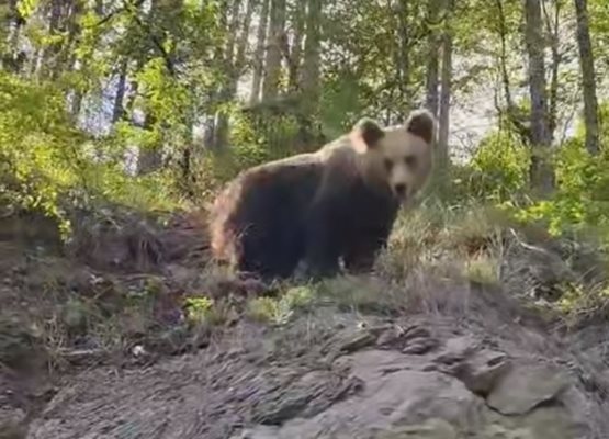 Мече шета близо до Ловеч (ВИДЕО)