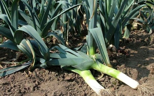 За добра реколта праз накиснете семената предварително