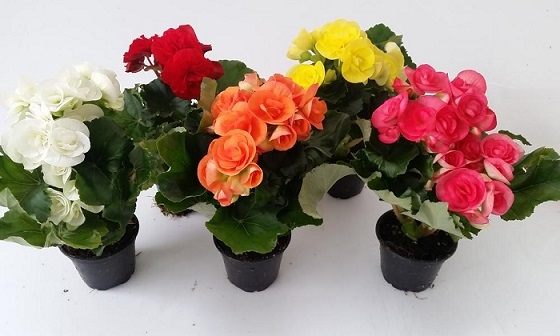 Домашни цветя носят пари и успех