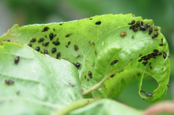 Коприва и чесън унищожават листните въшки