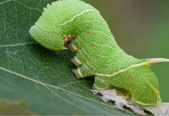 Свинска мас и стеарин изтребват гъсениците до крак