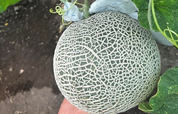 Японски пъпеш на път да роди българска ябълка