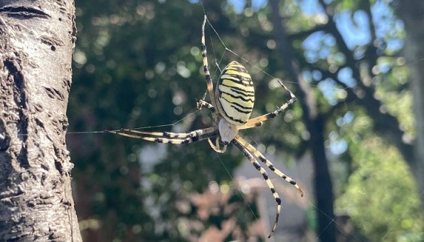 Тигровият паяк пази от досадните смрадливки