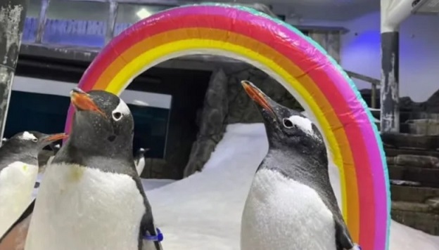 Почина гей пингвинът Свен (ВИДЕО)