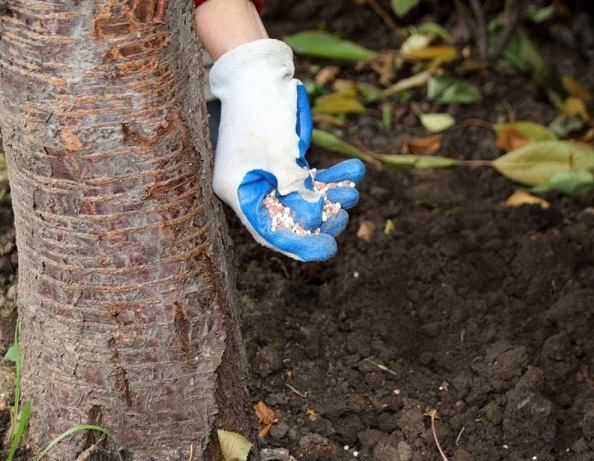 Грижи за градината през есента