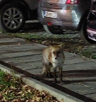 Лисици шетат из София