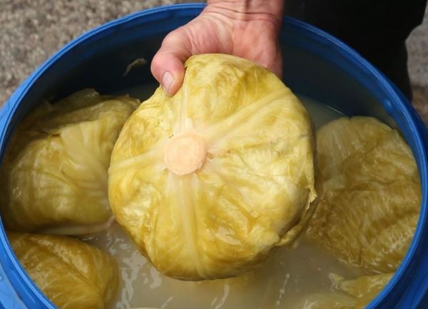 Пърформансът на киселото зеле