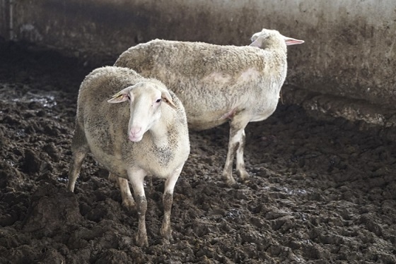 Огнище на чума по дребните преживни