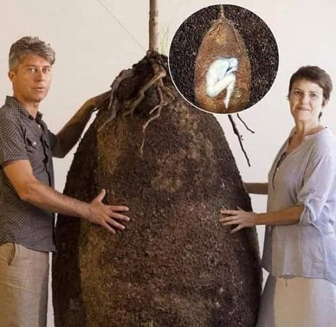 Нови погребения превръщат телата в дървета