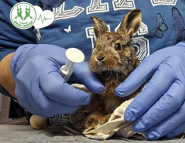 Зайче край пътя – как да го опазим?