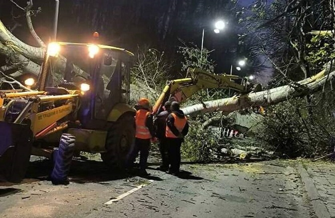 Паднаха дървета и на булевард в Пловдив