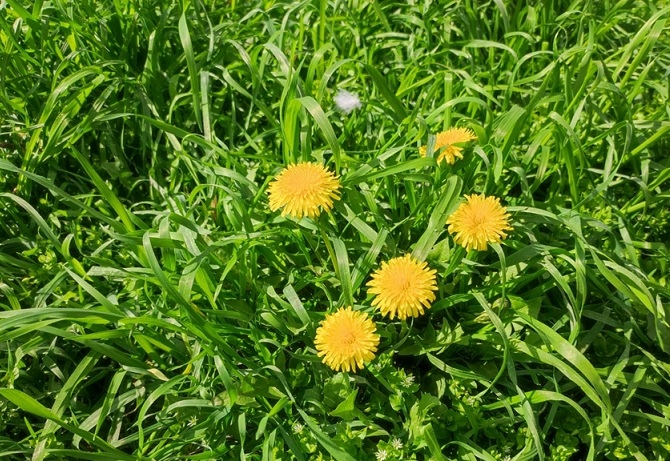 Големите ползи от малкото глухарче (РЕЦЕПТИ)