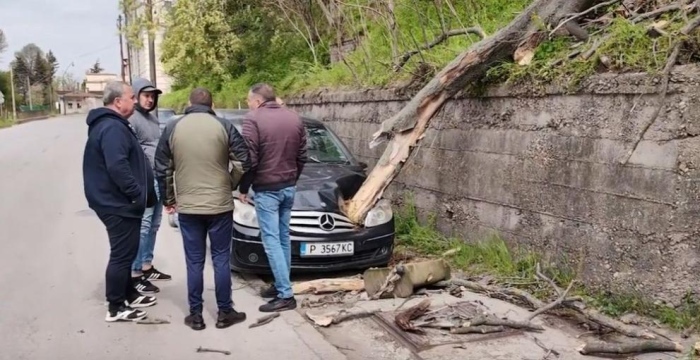 Дърво се заби в кола, шофьорът оцеля (ВИДЕО)