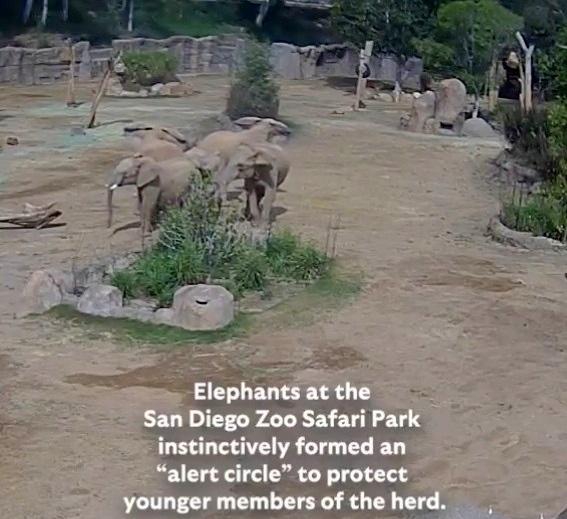 Стадо слонове пазят малките по време на земетресение (ВИДЕО)