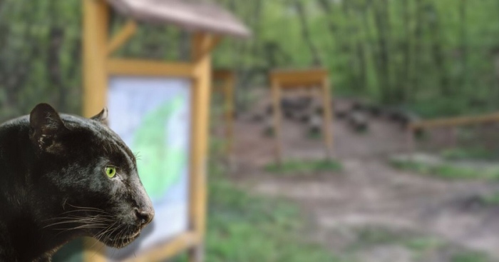 Пантера броди из Шуменското плато  (ВИДЕО)