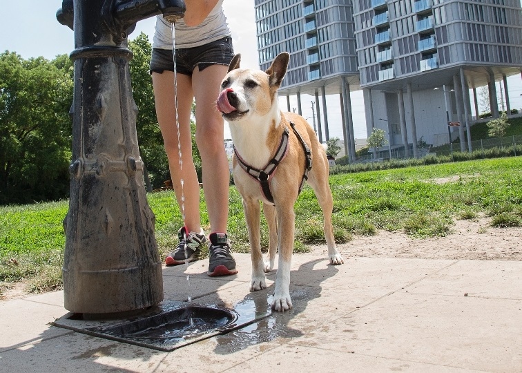Собствениците на кучета задължително на курс