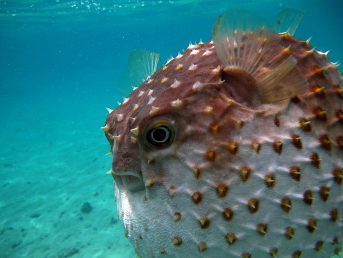 Отровна риба в Черно море