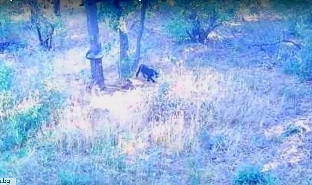 Черната пантера пак видяна в Шуменското плато