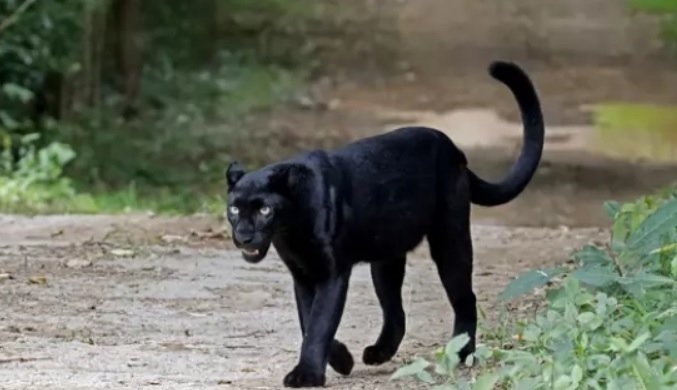 Действие при среща с голямата котка от Шуменското плато