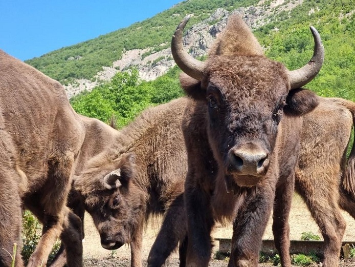 Пуснаха девет зубъра в Източните Родопи (ГАЛЕРИЯ )