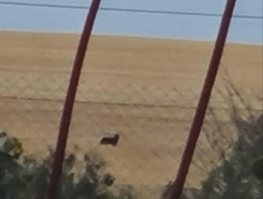 Черната пантера до къщи във варненско село (ГАЛЕРИЯ)