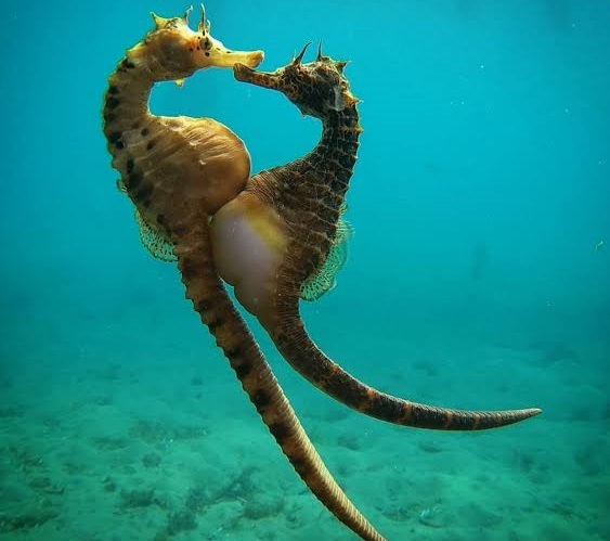 Мъжкото морско конче и баща, и майка
В любовния период женската снася яйцата в джоб на тялото му, а той ги износва и ражда
Следвай ме - Хоби/Шоу