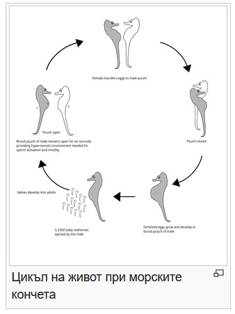 Мъжкото морско конче и баща, и майка
В любовния период женската снася яйцата в джоб на тялото му, а той ги износва и ражда
Следвай ме - Хоби/Шоу