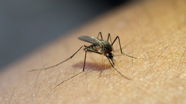 Първи случай на западнонилска треска в нашата страна