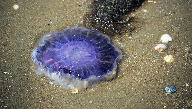 Опасни медузи по гръцките плажове