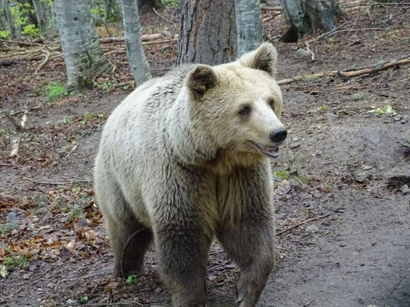 Мечка стръвница се почерпи с агне в манастир