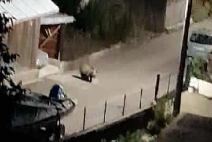 Евакуираха семейство заради набези на мечки