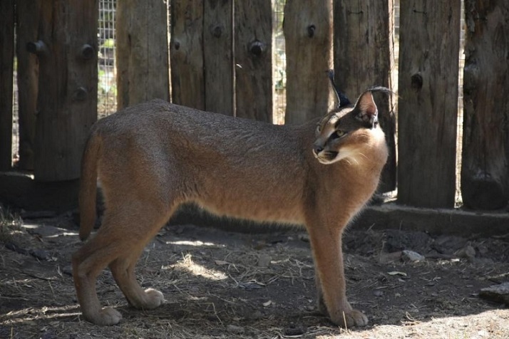 Конфискувани екзотични котки вече в софийския зоопарк