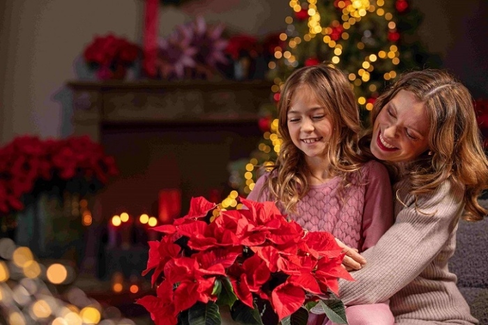 Топ съвети за грижа за коледната звезда (ГАЛЕРИЯ)