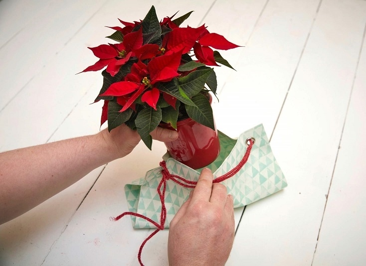  Подарете радост и колорит с коледна звезда (ГАЛЕРИЯ)